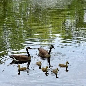 Forever 21 Button-front Skirt